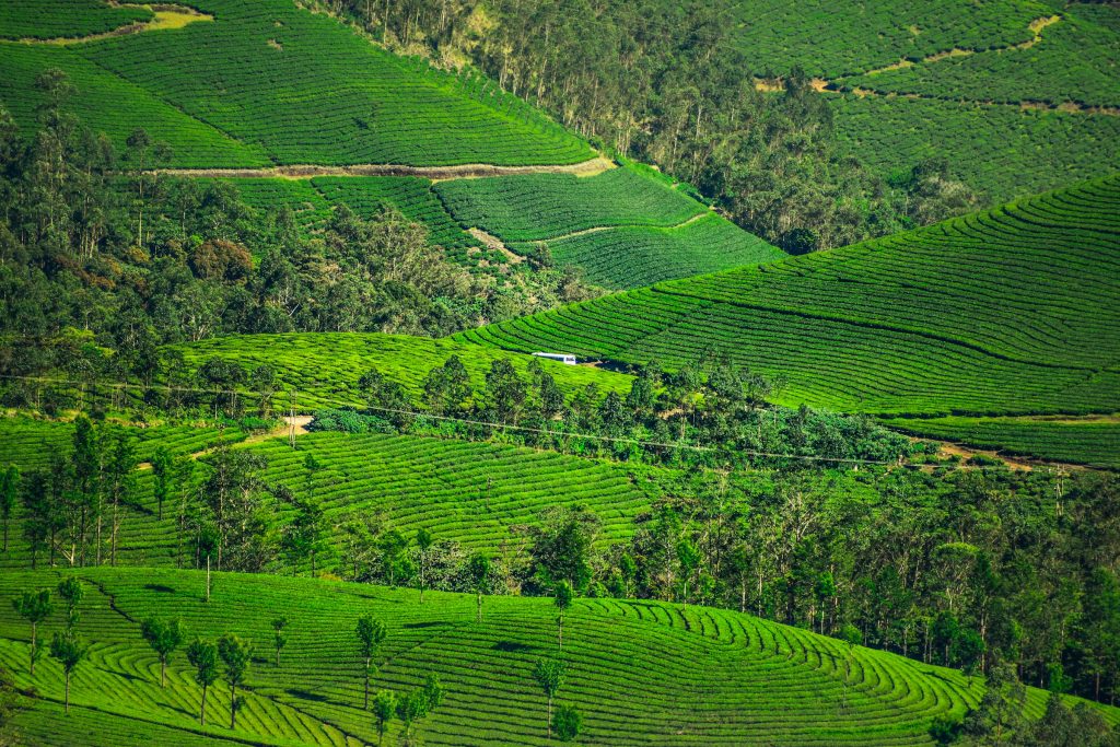 Munnar holiday destination