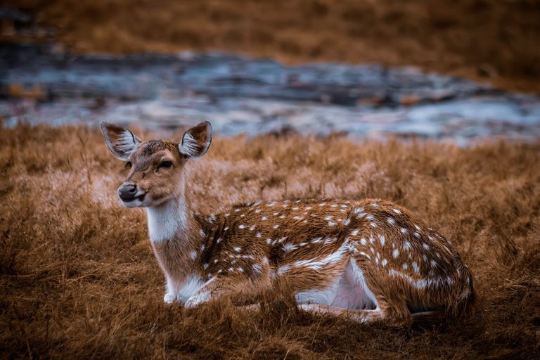 Ranthambore National Park